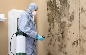 Trusted Callender, CA Mold Inspection Experts